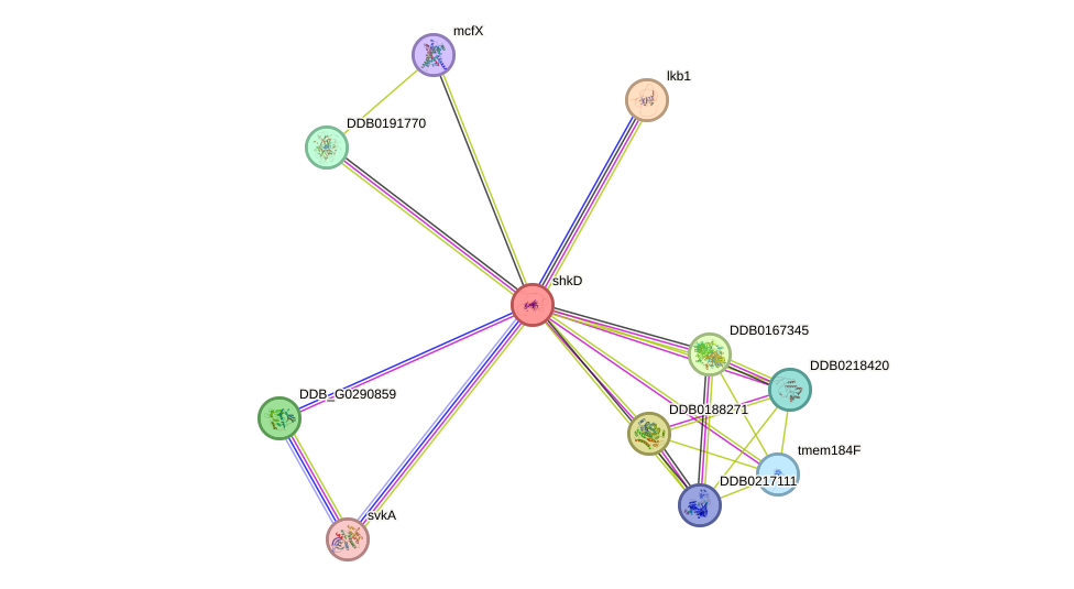 STRING protein interaction network