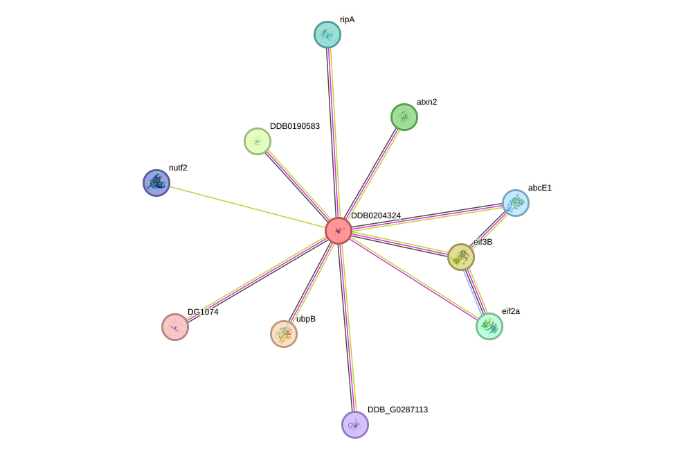 STRING protein interaction network