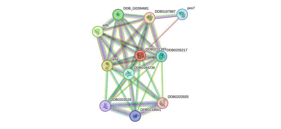 STRING protein interaction network