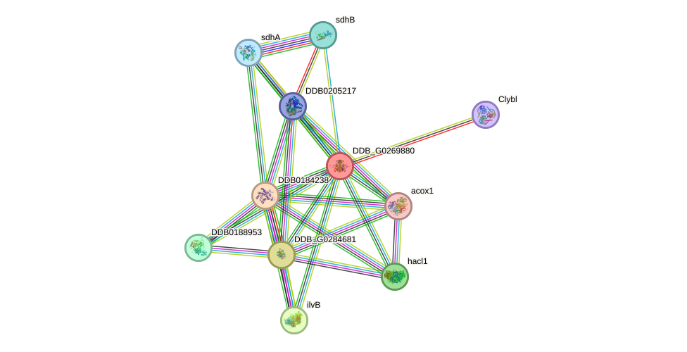 STRING protein interaction network