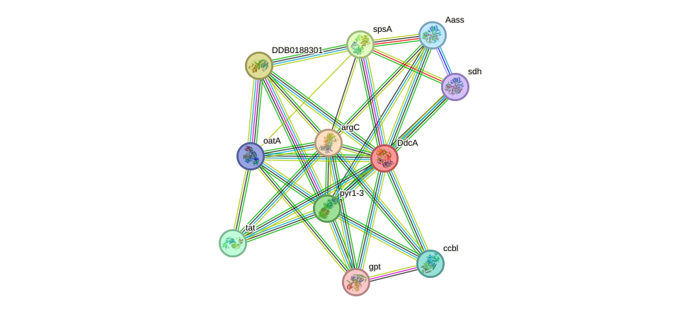 STRING protein interaction network