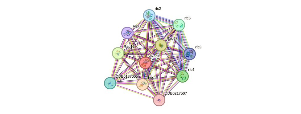 STRING protein interaction network