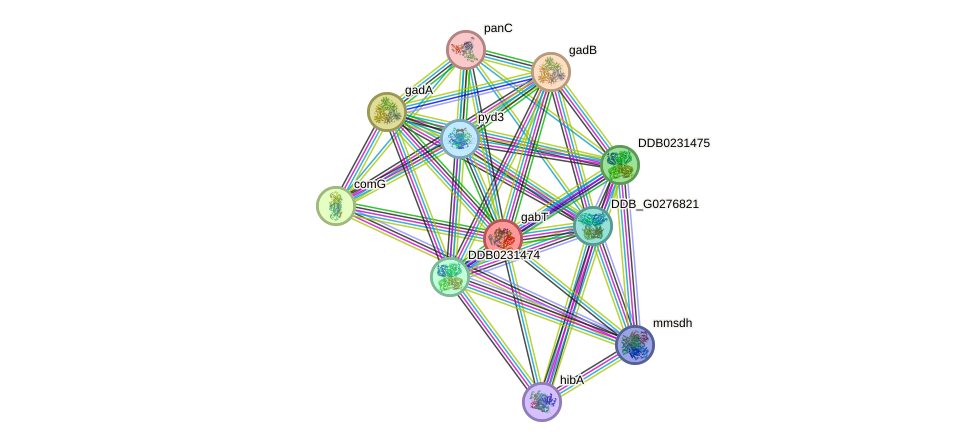 STRING protein interaction network