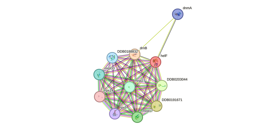 STRING protein interaction network