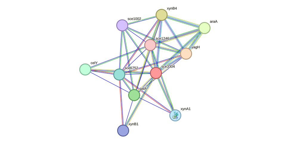 STRING protein interaction network