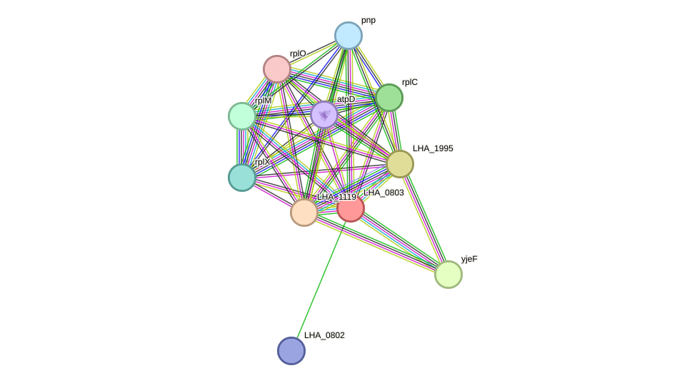 STRING protein interaction network
