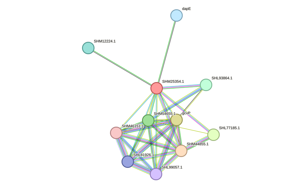 STRING protein interaction network