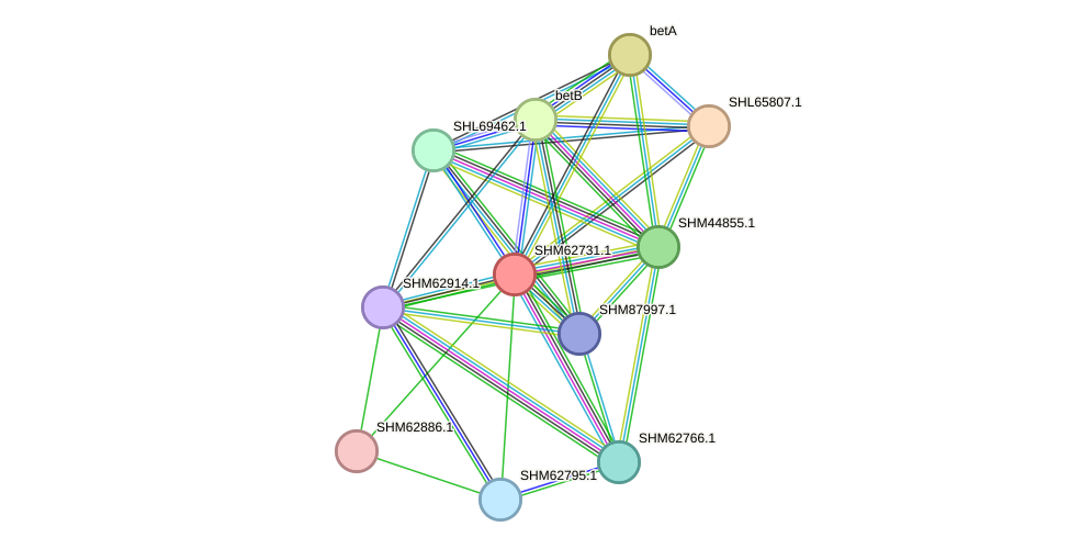 STRING protein interaction network