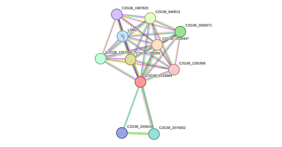 STRING protein interaction network