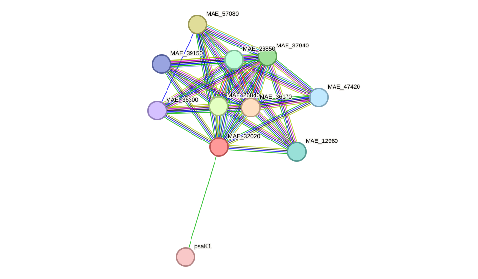 STRING protein interaction network