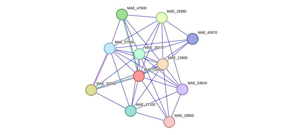 STRING protein interaction network