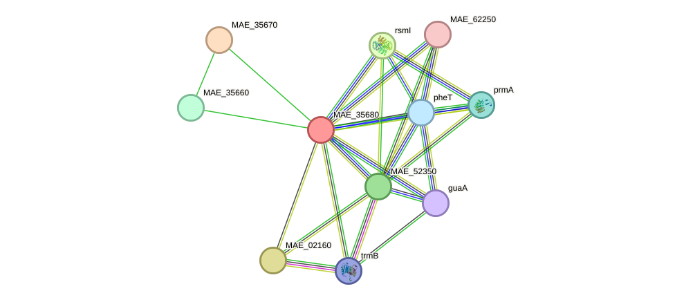 STRING protein interaction network