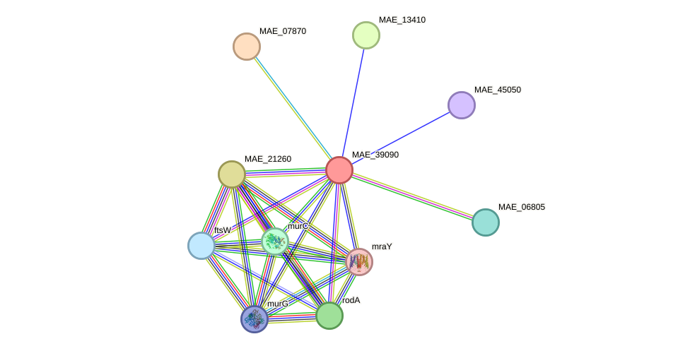 STRING protein interaction network