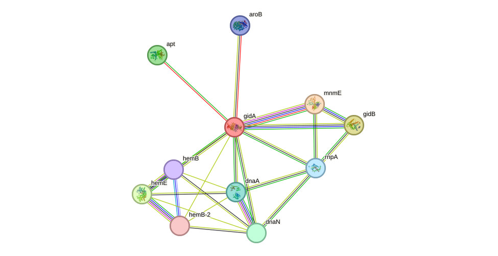 STRING protein interaction network