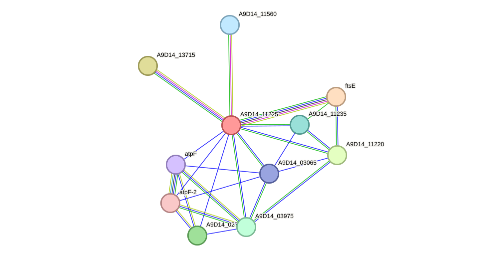 STRING protein interaction network