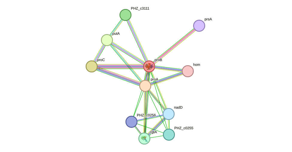 STRING protein interaction network