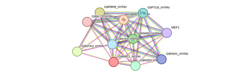 STRING protein interaction network