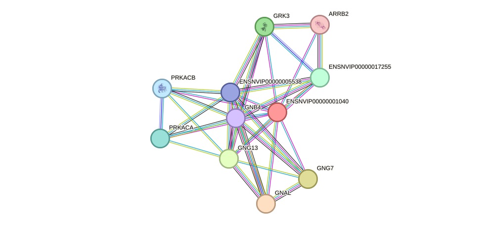 STRING protein interaction network