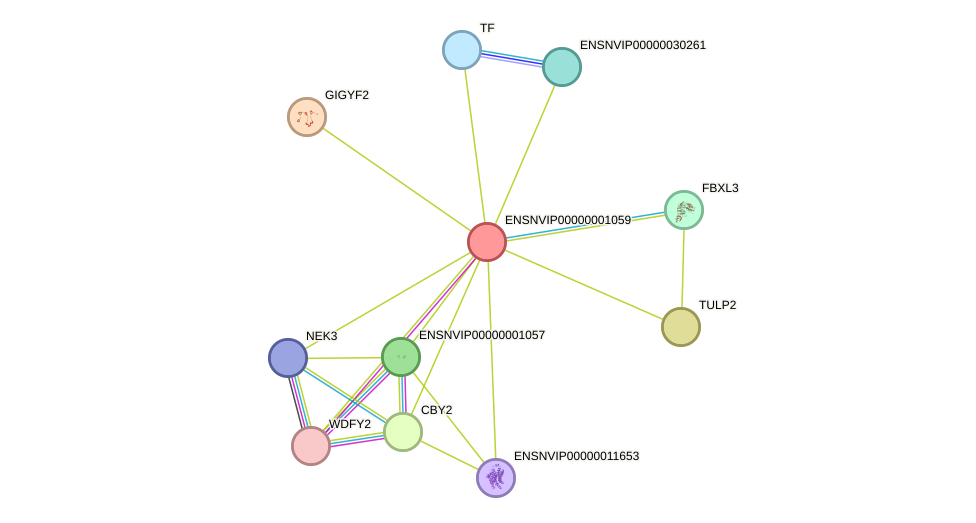 STRING protein interaction network