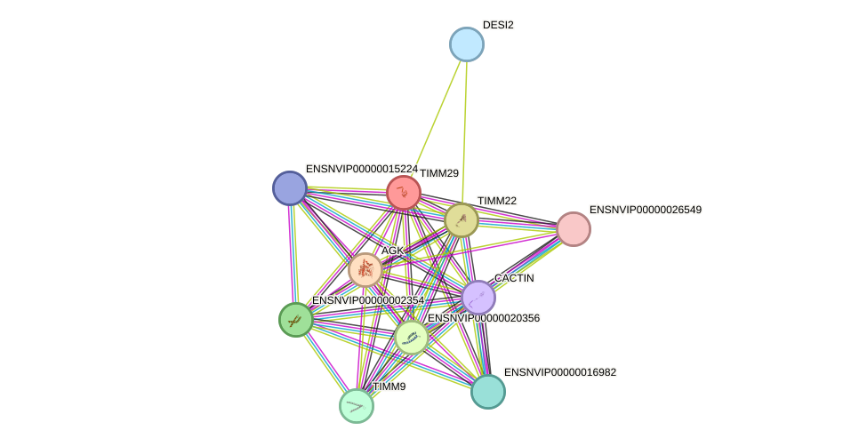 STRING protein interaction network