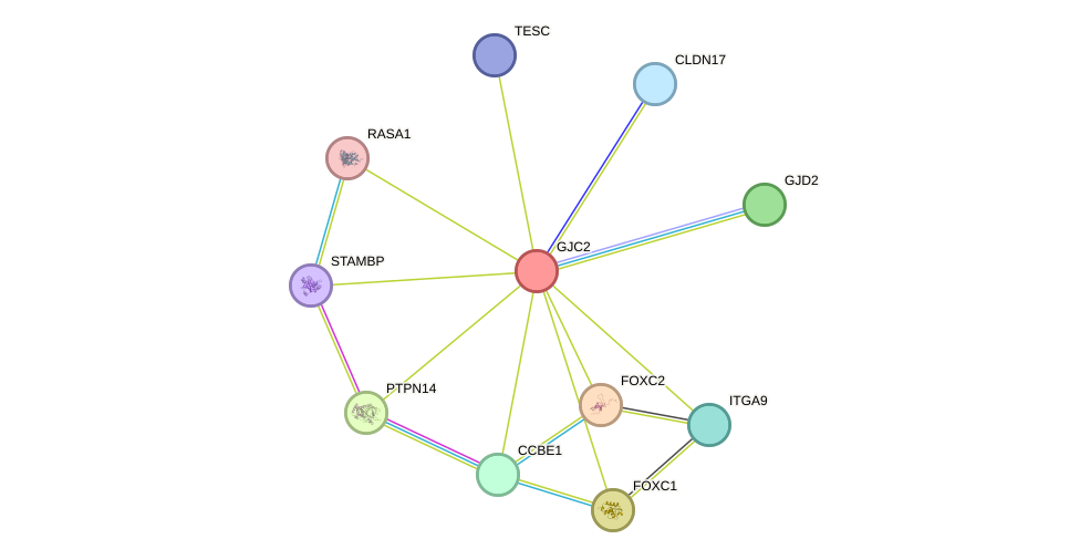 STRING protein interaction network