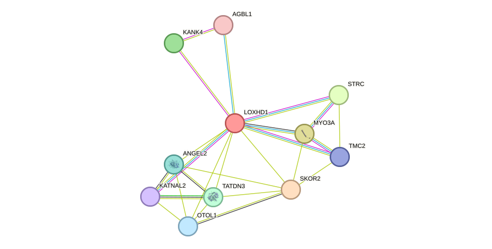 STRING protein interaction network