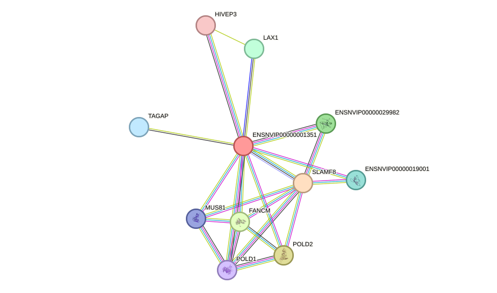 STRING protein interaction network