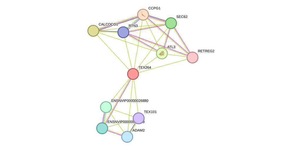 STRING protein interaction network