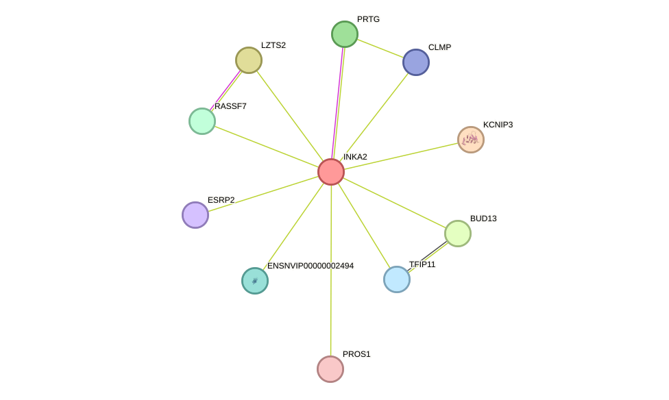 STRING protein interaction network