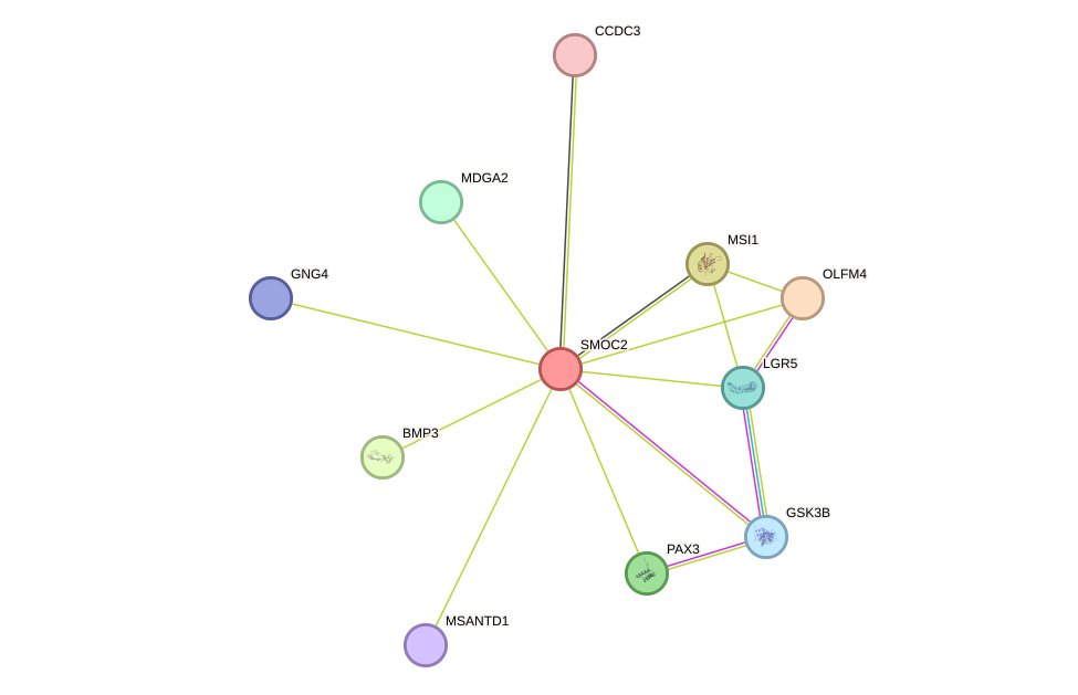 STRING protein interaction network