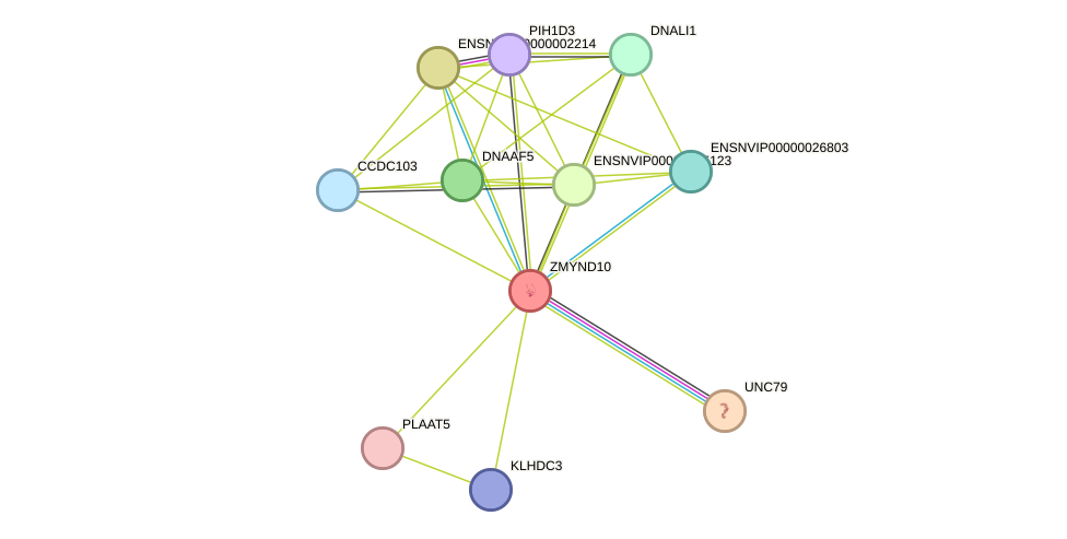 STRING protein interaction network