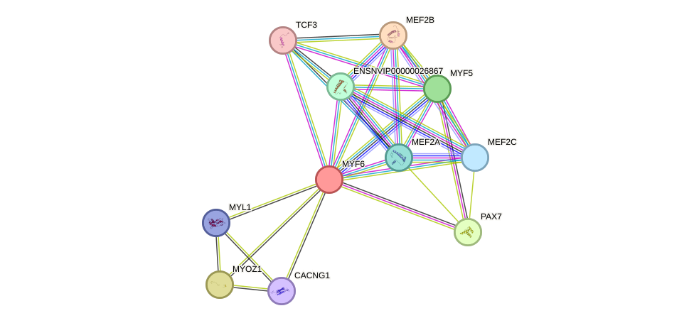 STRING protein interaction network