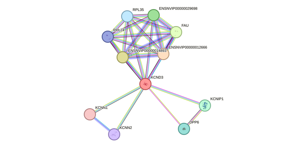 STRING protein interaction network