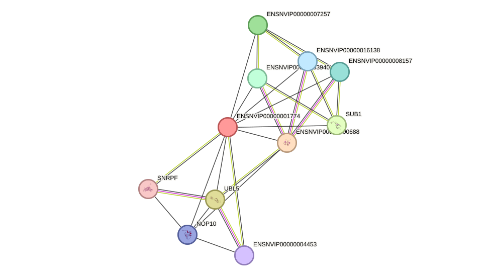 STRING protein interaction network