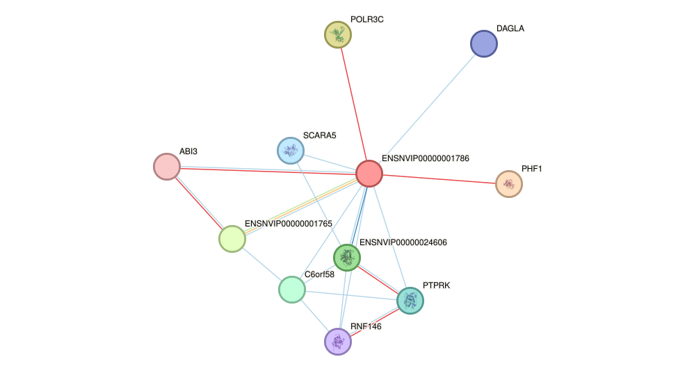 STRING protein interaction network