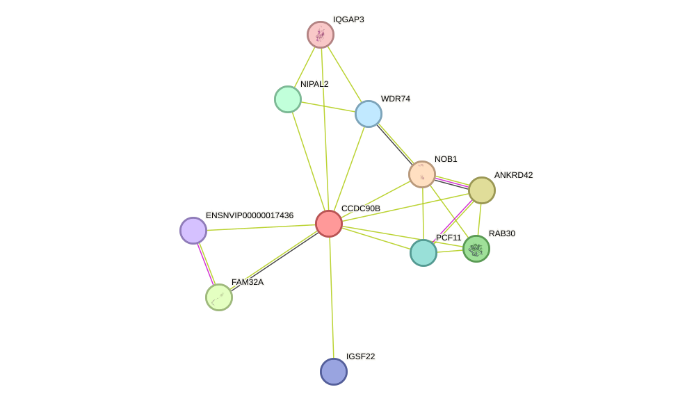STRING protein interaction network