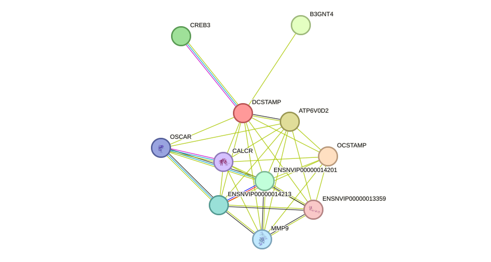 STRING protein interaction network