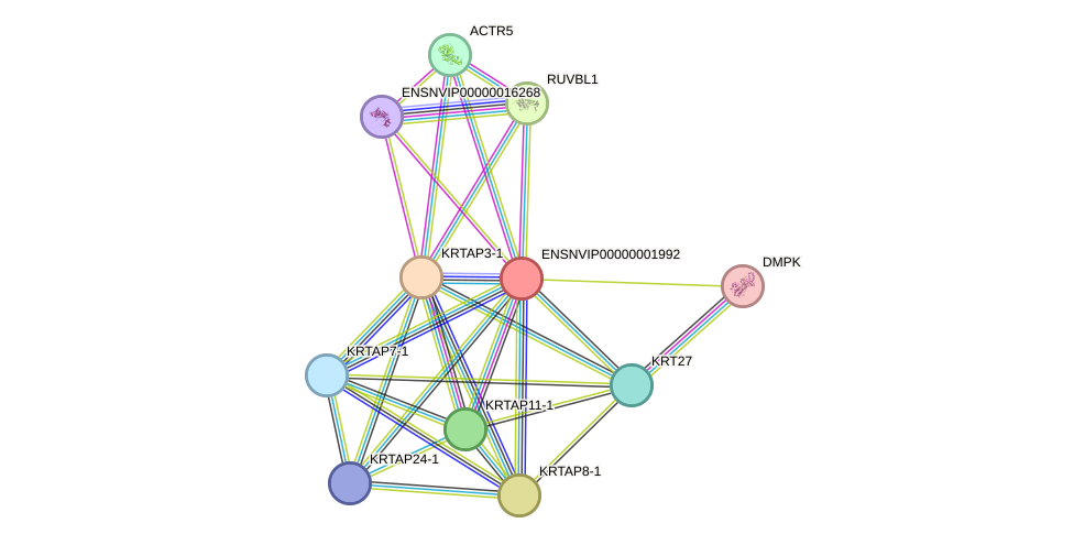 STRING protein interaction network
