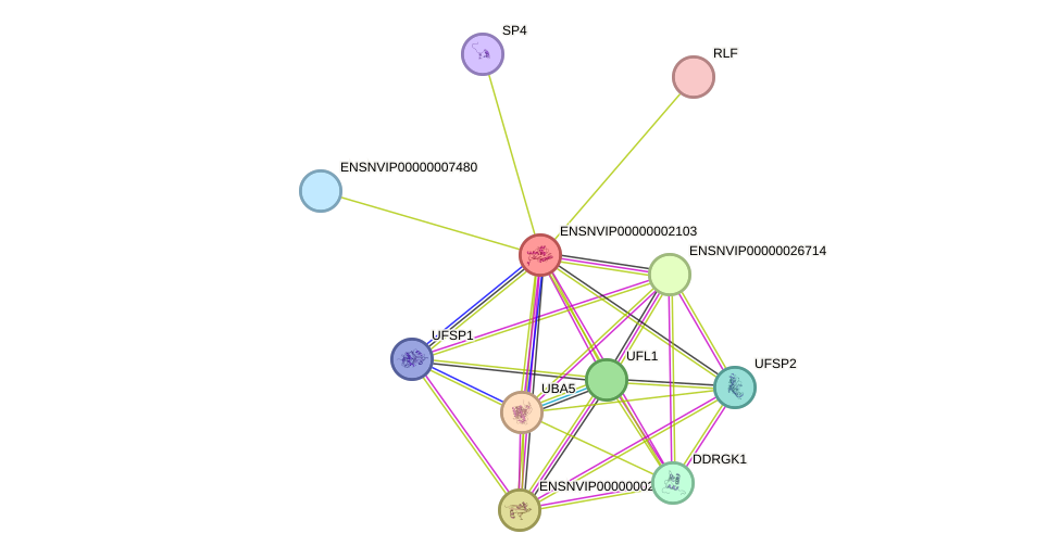 STRING protein interaction network