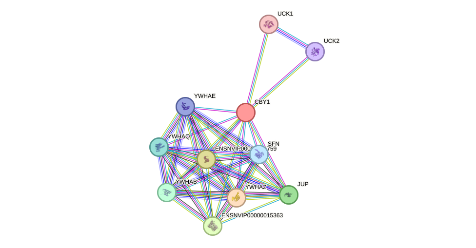 STRING protein interaction network