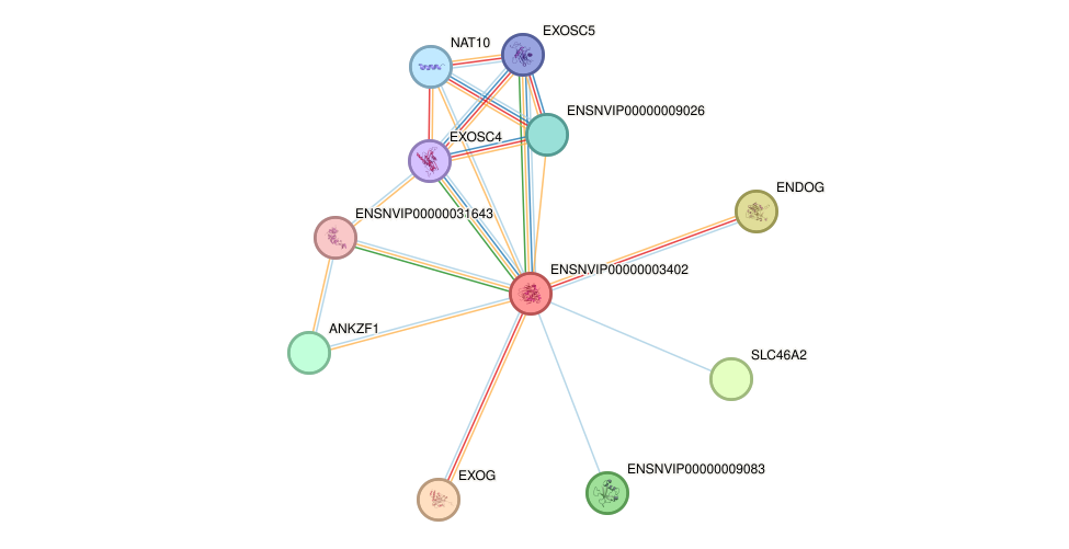 STRING protein interaction network
