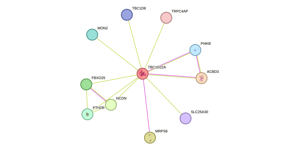 STRING protein interaction network