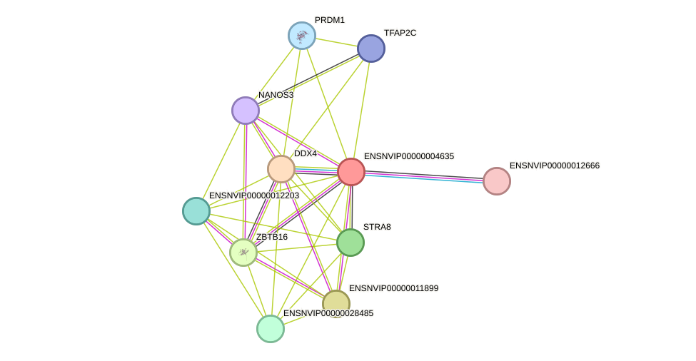 STRING protein interaction network