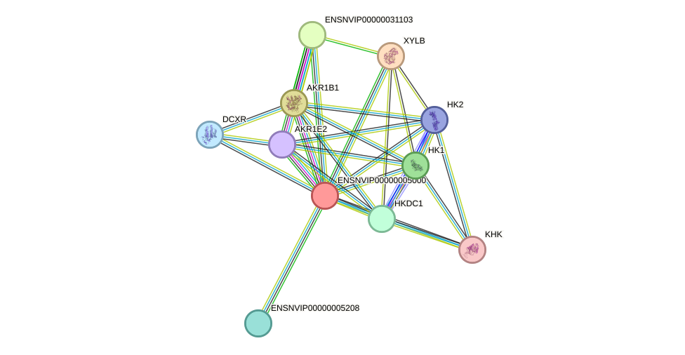 STRING protein interaction network