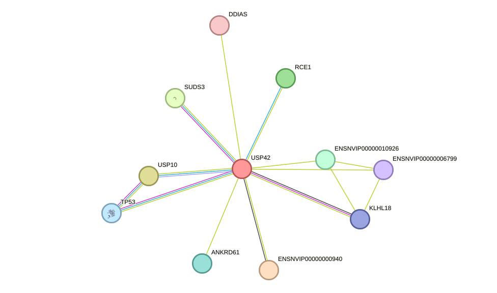 STRING protein interaction network
