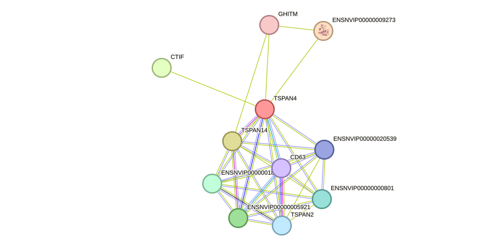 STRING protein interaction network