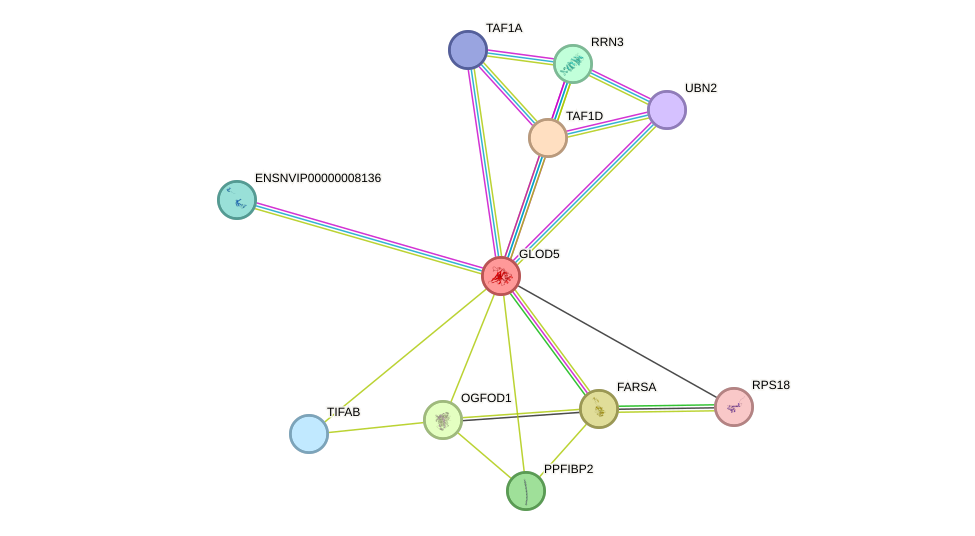 STRING protein interaction network