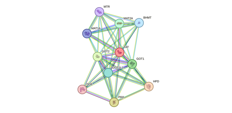 STRING protein interaction network