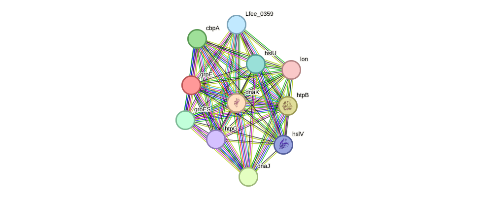 STRING protein interaction network