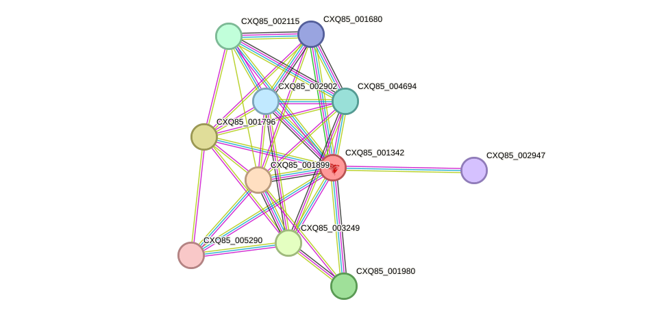 STRING protein interaction network